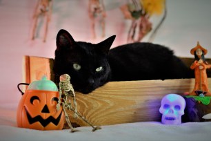 Japanese Bobtail black cat on Halloween