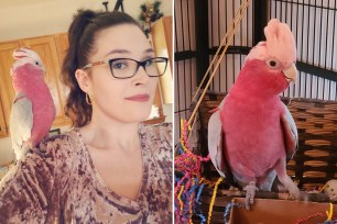 Jess Adlard was supposed to reunite with 4-year-old Charlie in August — but the rose-breasted cockatoo has been stuck at Heathrow Airport thanks to some missing paperwork.