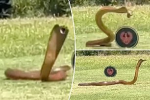A South African golf course got a whole lot trickier after an angry cobra invaded the green and started wreaking havoc, as seen in an Instagram video going viral.