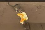Pizza rats play tug-of-war with a cheese slice on NYC subway tracks