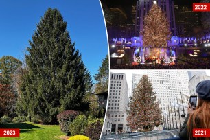 A town outside of Binghamton is suddenly famous as the 2023 Rockefeller Center tree was grown there.
