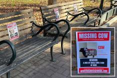 Israel-Hamas war live updates: Revolting ‘missing cow’ posters ‘all over campus’ at UPenn: social media photos